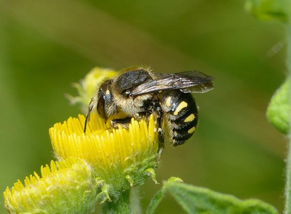 Wildbienen der Schweiz  - Anthidium septemspinosum