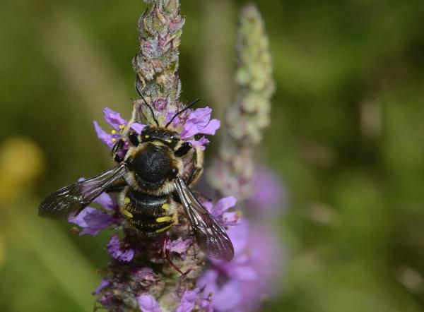 Wildbienen der Schweiz  - Anthidium septemspinosum