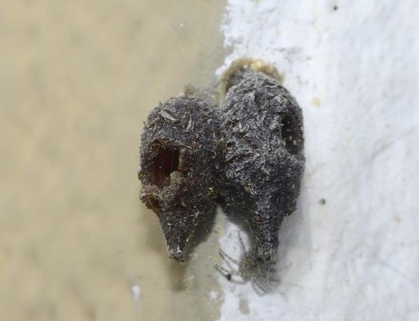 Wildbienen der Schweiz  - Anthidiellum strigatum