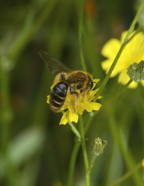 Wildbienen der Schweiz  - Andrena polita