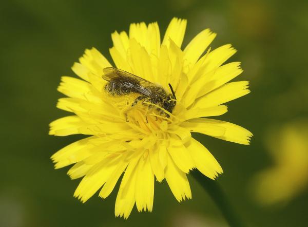 Wildbienen der Schweiz  - Andrena polita