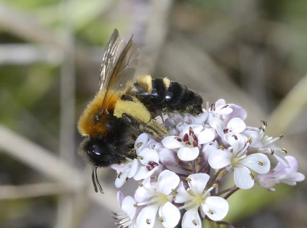 Wildbienen der Schweiz  - Andrena tscheki