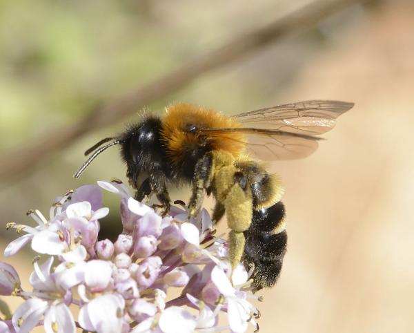 Wildbienen der Schweiz  - Andrena tscheki