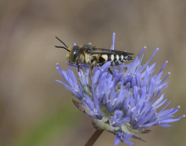 Wildbienen der Schweiz  - Coelioxys conoideus