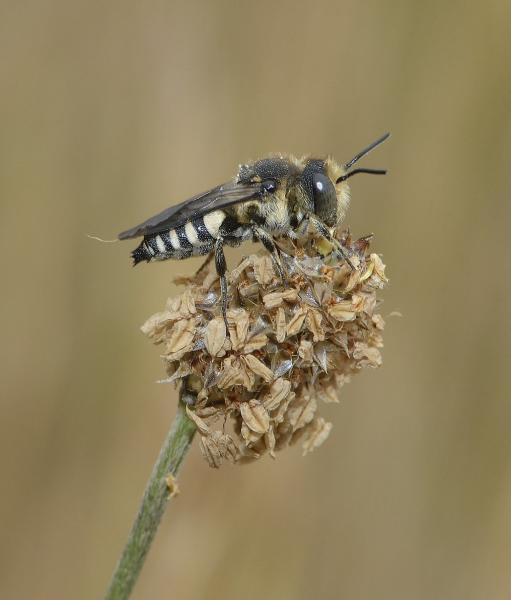 Wildbienen der Schweiz  - Coelioxys conoideus