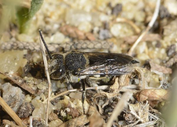 Wildbienen der Schweiz  - Coelioxys inermis