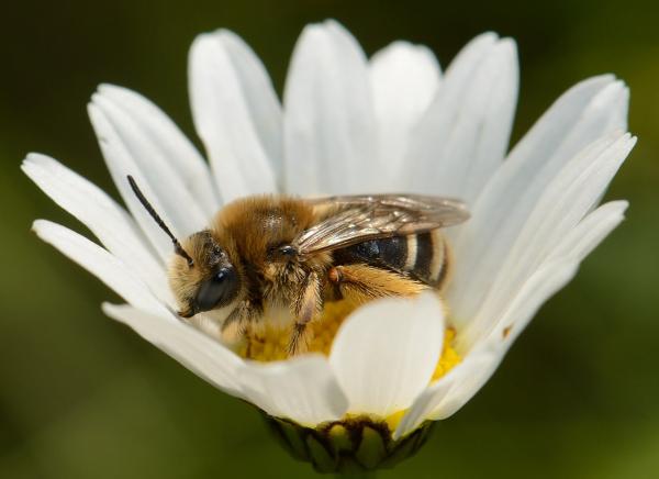 Les abeilles sauvages de Suisse  - Eucera nigrifacies