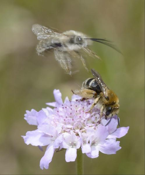 Les abeilles sauvages de Suisse  - Eucera nigrifacies