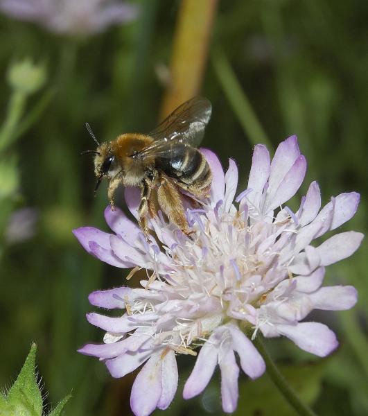 Les abeilles sauvages de Suisse  - Eucera nigrifacies