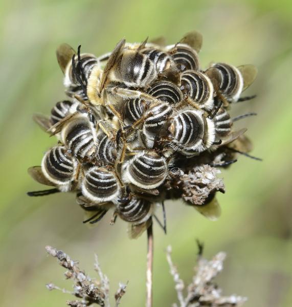 Les abeilles sauvages de Suisse  - Eucera nigrifacies