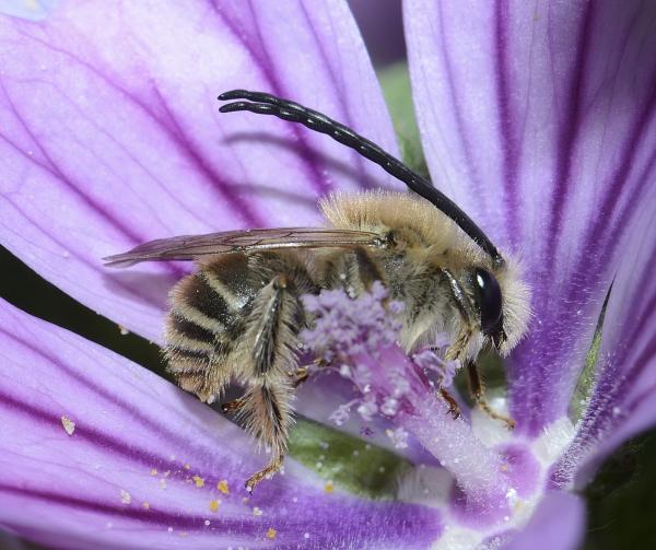Les abeilles sauvages de Suisse  - Eucera nigrifacies