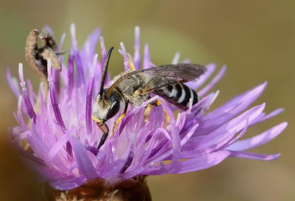 Wildbienen der Schweiz  - Halictus fulvipes