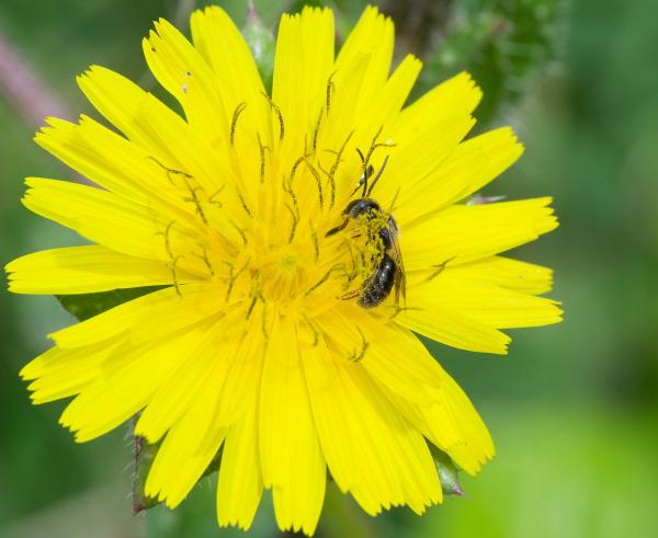 Wildbienen der Schweiz  - Lasioglossum medinai