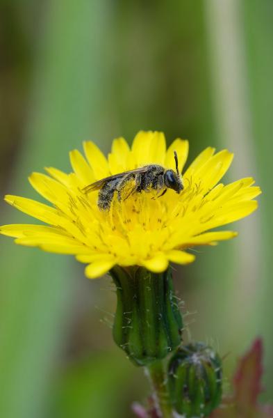 Wildbienen der Schweiz  - Lasioglossum medinai