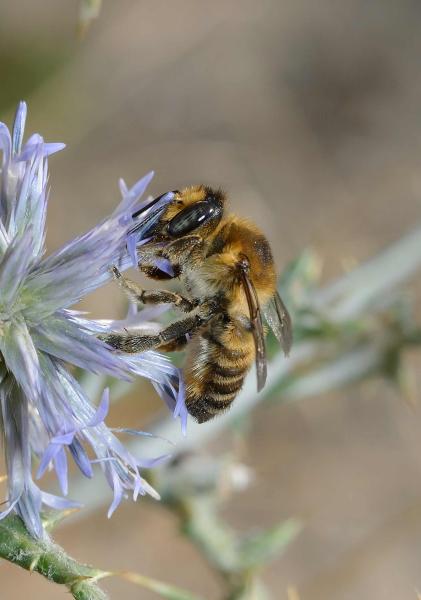 Wildbienen der Schweiz  - Megachile maritima
