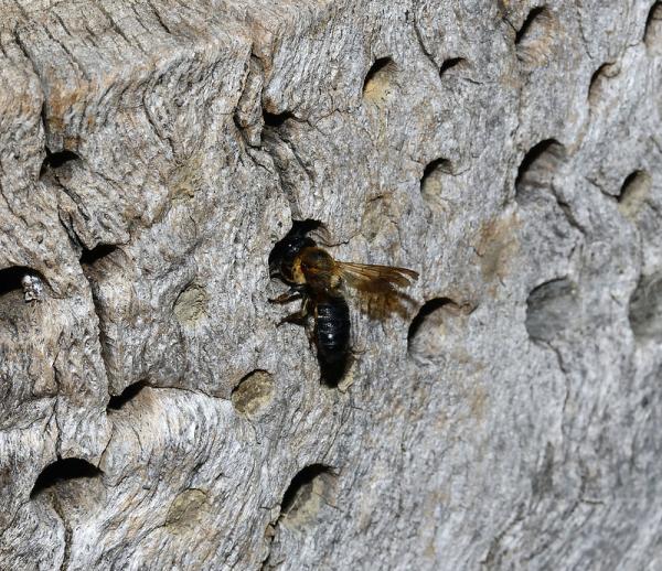 Wildbienen der Schweiz  - Megachile sculpturalis