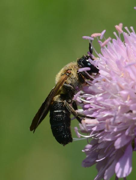 Wildbienen der Schweiz  - Megachile sculpturalis