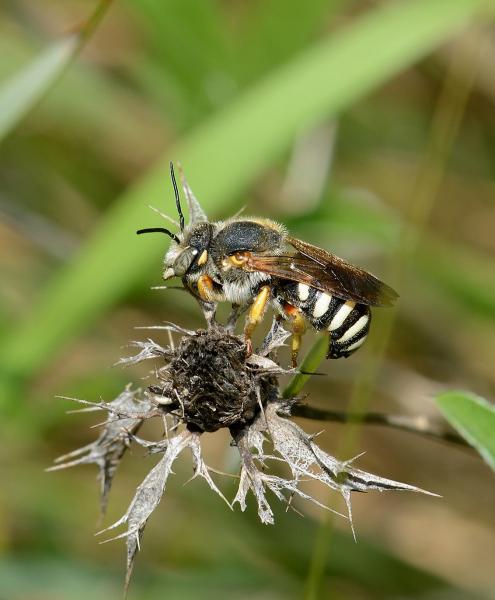 Wildbienen der Schweiz  - Rhodanthidium septemdentatum