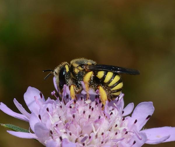 Wildbienen der Schweiz  - Stelis annulata