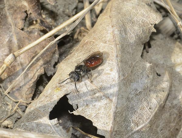 Les abeilles sauvages de Suisse Sphécode marginé - Sphecodes majalis