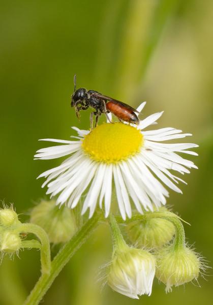 Les abeilles sauvages de Suisse Sphécode grosse-tête - Sphecodes monilicornis