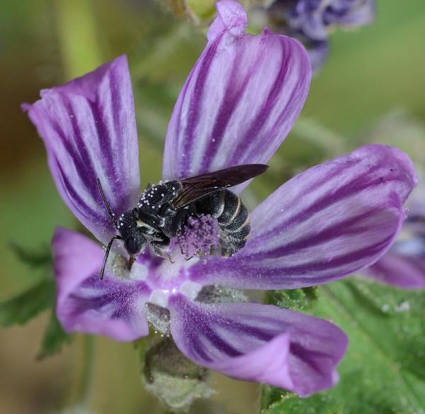 Wildbienen der Schweiz  - Stelis punctulatissima
