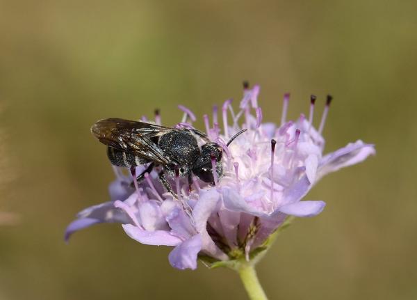 Wildbienen der Schweiz  - Stelis punctulatissima