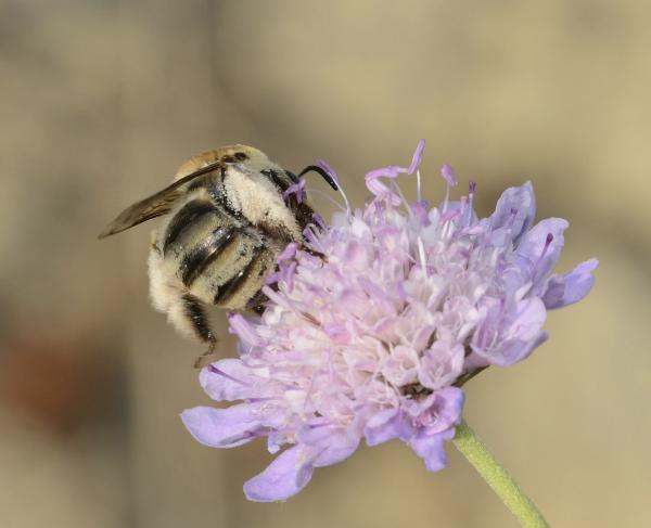 Wildbienen der Schweiz  - Tetralonia pollinosa