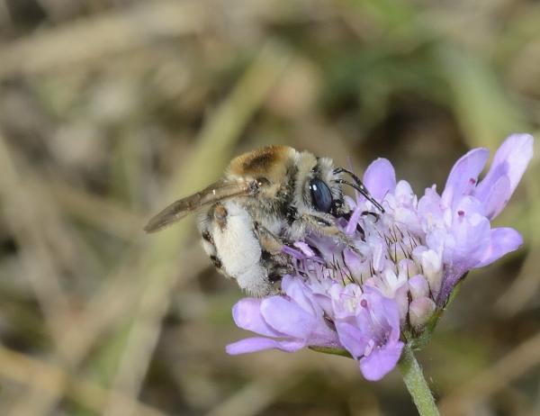 Wildbienen der Schweiz  - Tetralonia pollinosa