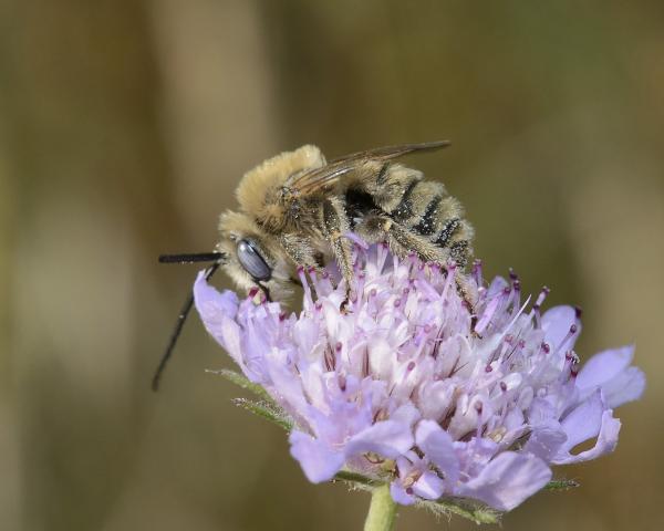 Wildbienen der Schweiz  - Tetralonia pollinosa