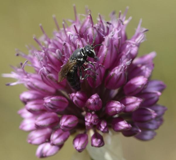Wildbienen der Schweiz  - Hylaeus punctulatissimus