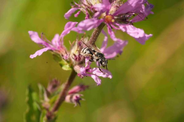 Les abeilles sauvages de Suisse Lasioglosse dos-luisant - Lasioglossum discum