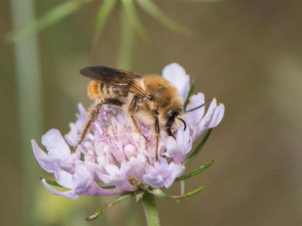 Wildbienen der Schweiz Skabiosen-Hosenbiene - Dasypoda argentata