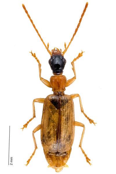 Carabes de Suisse  - Demetrias atricapillus