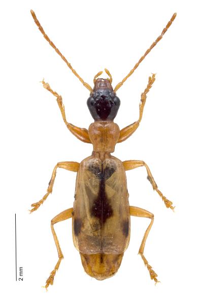 Carabes de Suisse  - Demetrias imperialis