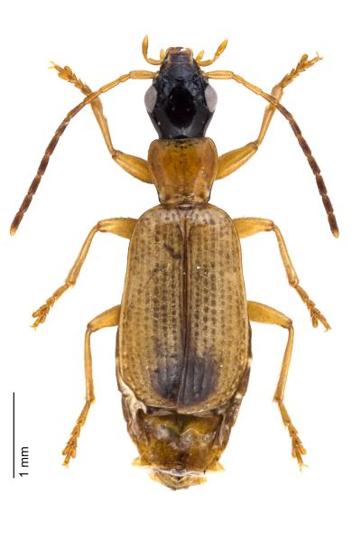 Carabes de Suisse  - Demetrias monostigma