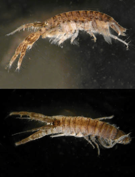 Les espèces néozones de Suisse Corophie à épine courbe - Chelicorophium curvispinum