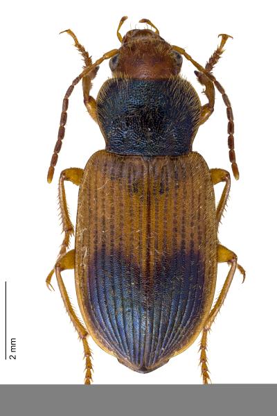   - Diachromus germanus