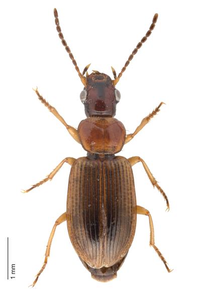 Carabes de Suisse  - Dicheirotrichus placidus
