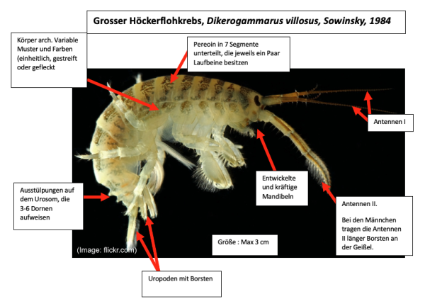  Grosser Höcherflohkrebs - Dikerogammarus villosus