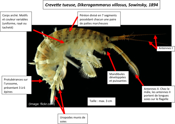 Les espèces néozones de Suisse Crevette tueuse - Dikerogammarus villosus