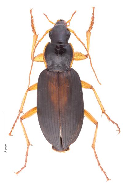 Carabes de Suisse  - Dolichus halensis