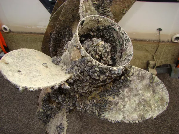 Les espèces néozones de Suisse Moule quagga - Dreissena rostriformis bugensis