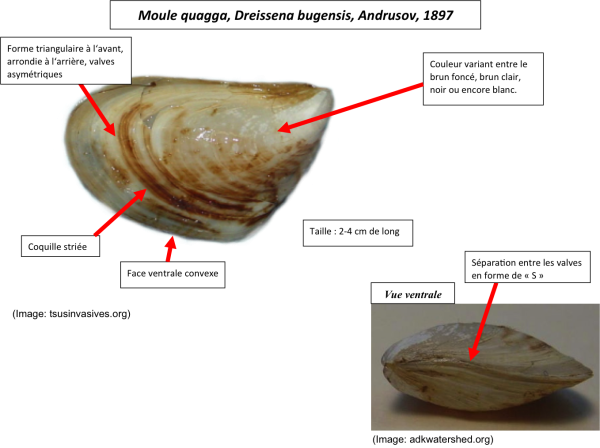 Les espèces néozones de Suisse Moule zebrée - Dreissena polymorpha