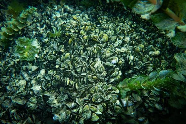 Les espèces néozones de Suisse Moule quagga - Dreissena rostriformis bugensis