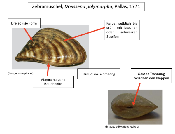  Zebramuschel, Wandermuschel - Dreissena polymorpha