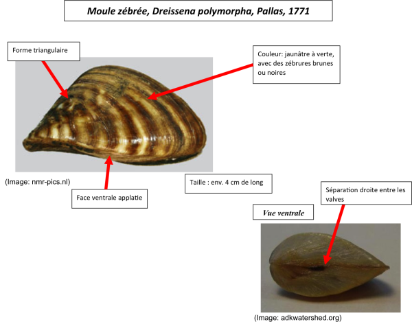 Les espèces néozones de Suisse Moule zebrée - Dreissena polymorpha