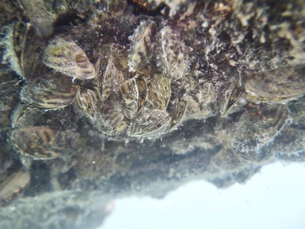 Les espèces néozones de Suisse Moule zebrée - Dreissena polymorpha