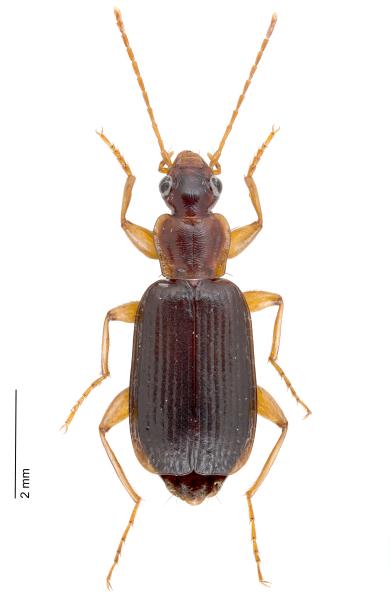   - Dromius agilis