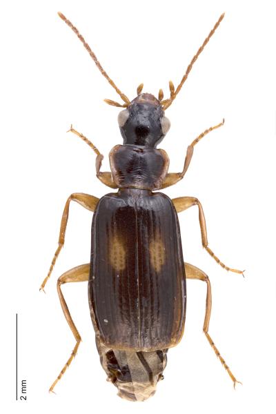   - Dromius fenestratus